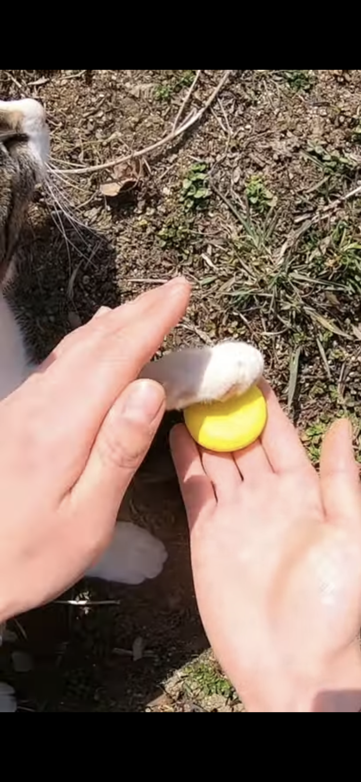 Haha ha네 고양이 발도장 찍기 | 인스티즈