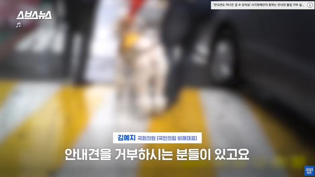 카메라 의식하는 안내견 조이 | 인스티즈