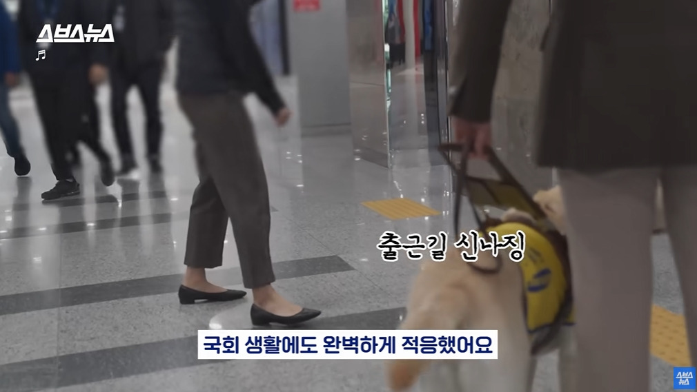 카메라 의식하는 안내견 조이 | 인스티즈