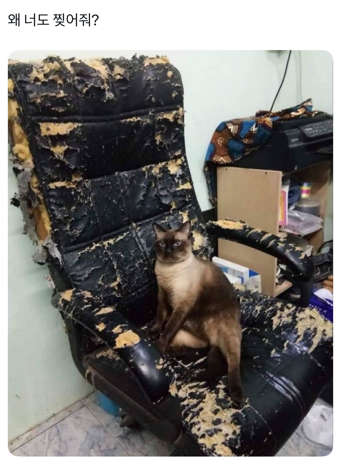  왜 너도 찢어줘?