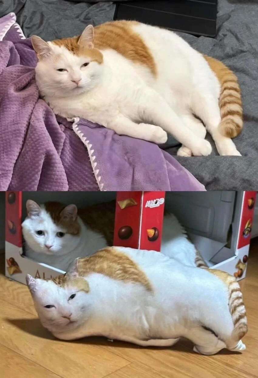 진공포장 당한 고양이.jpg | 인스티즈