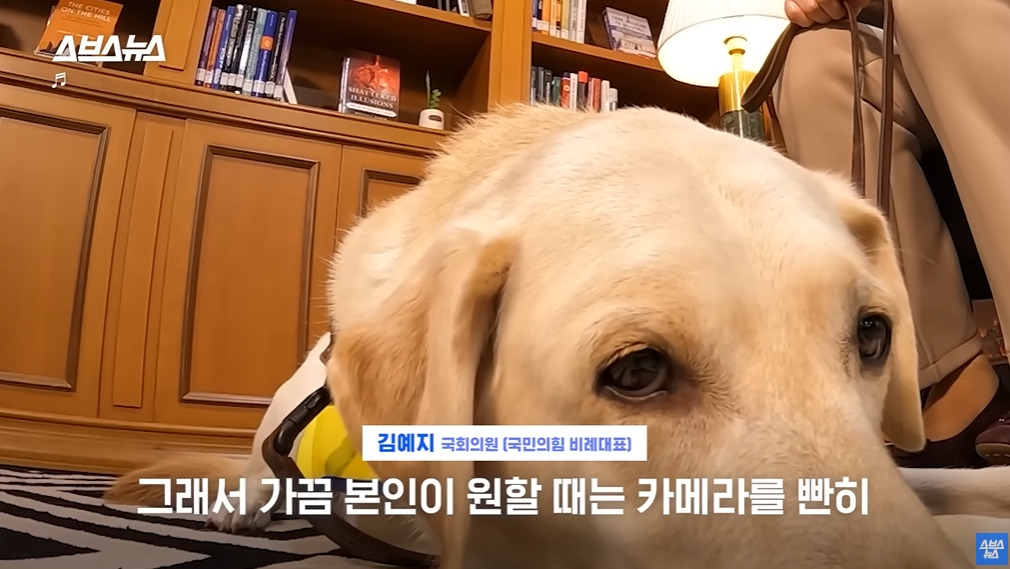 카메라 의식하는 안내견 조이 | 인스티즈