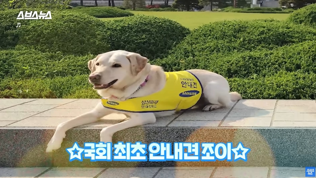 카메라 의식하는 안내견 조이 | 인스티즈