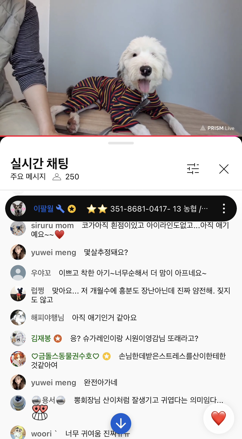 동두천에서 바리깡으로 매 맞던 강아지 구조돼서 병원 왔어요 | 인스티즈