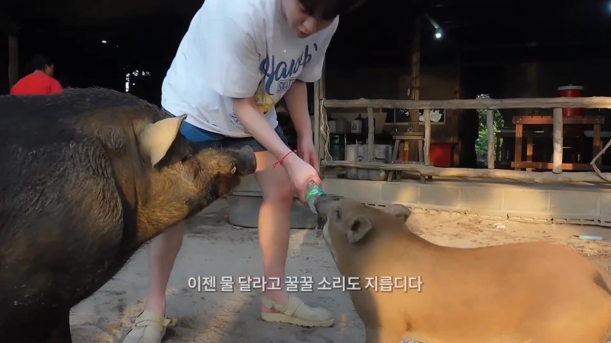 태국 여행 갔다가 온 동네 돼지들한테 물 먹여주고 다닌 샤이니 키ㅋㅋㅋㅋㅋㅋ.jpg | 인스티즈