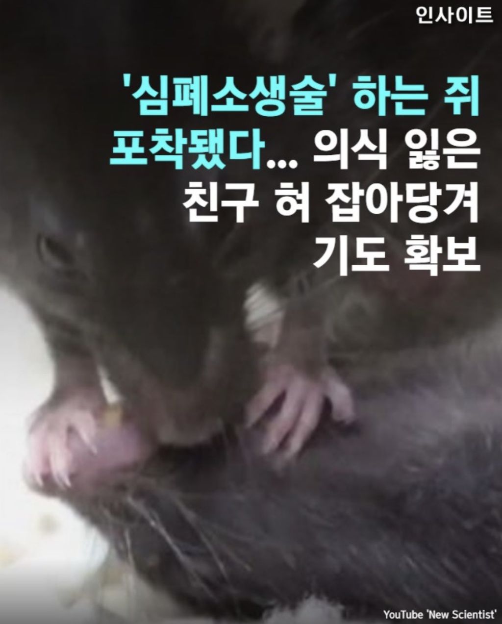 쥐는 의외로 굉장히 고등하다 | 인스티즈