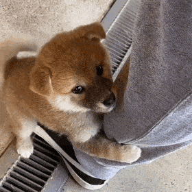 강아지 데려오는거 반대하는 아빠 | 인스티즈