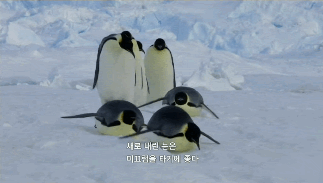 낙오된 펭귄의 머나먼 여정.gif | 인스티즈