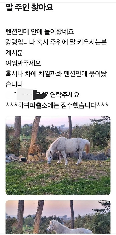  제주도 당근마켓에서 볼 수 있는것2