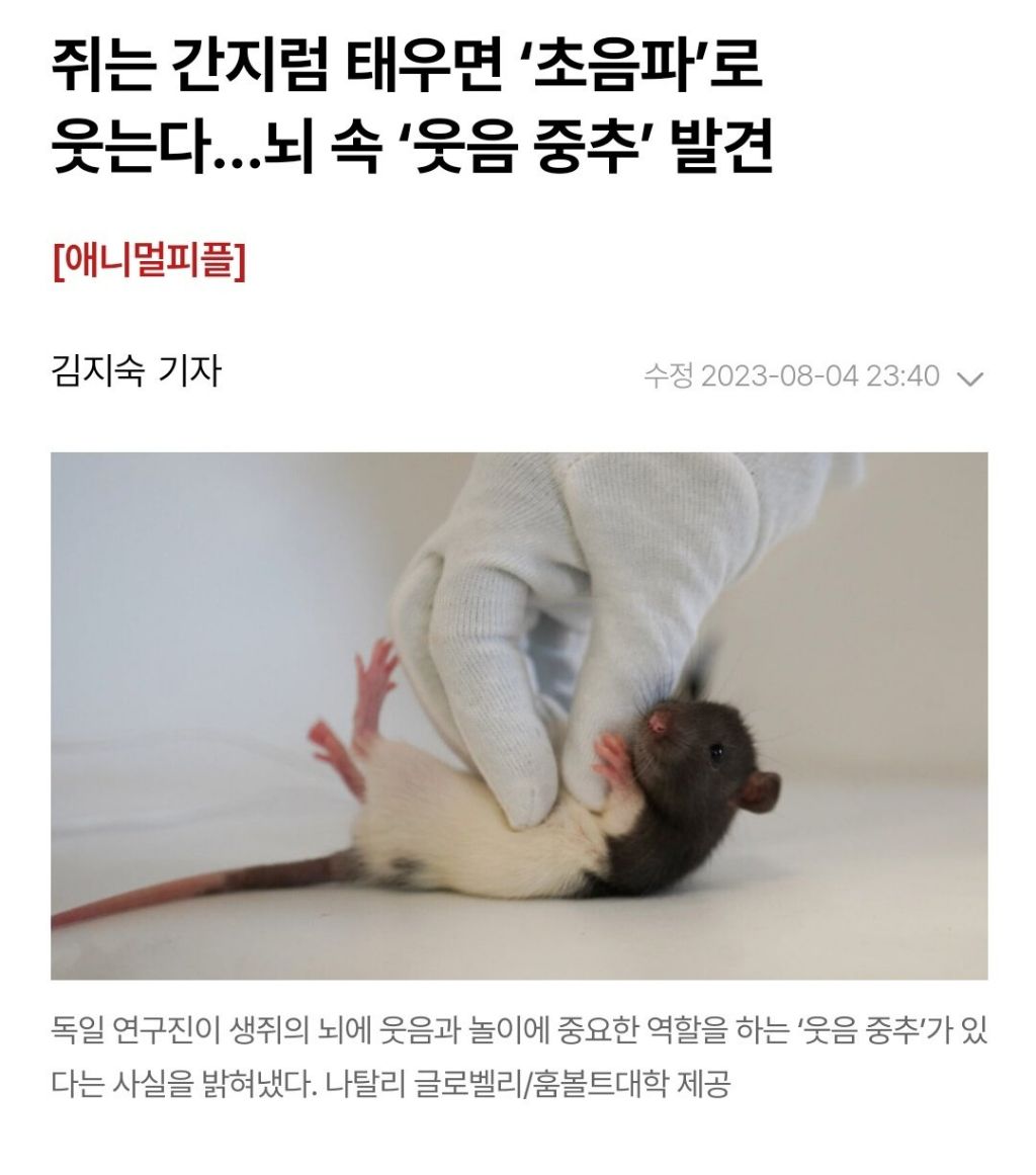 쥐는 의외로 굉장히 고등하다 | 인스티즈