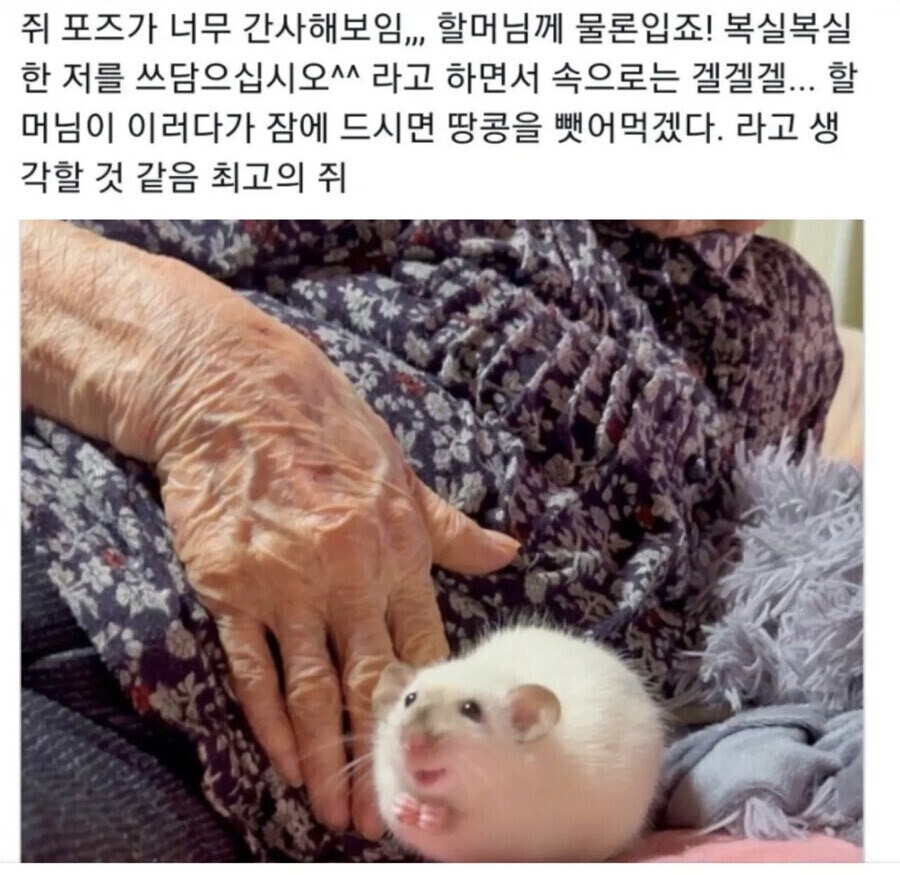 쥐는 의외로 굉장히 고등하다 | 인스티즈