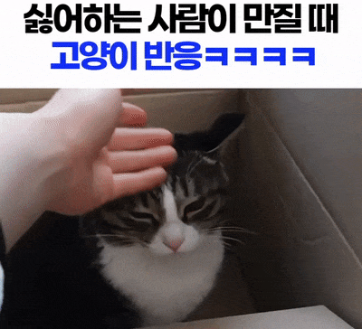  싫어하는 사람이 만질 때 고양이 반응.gif