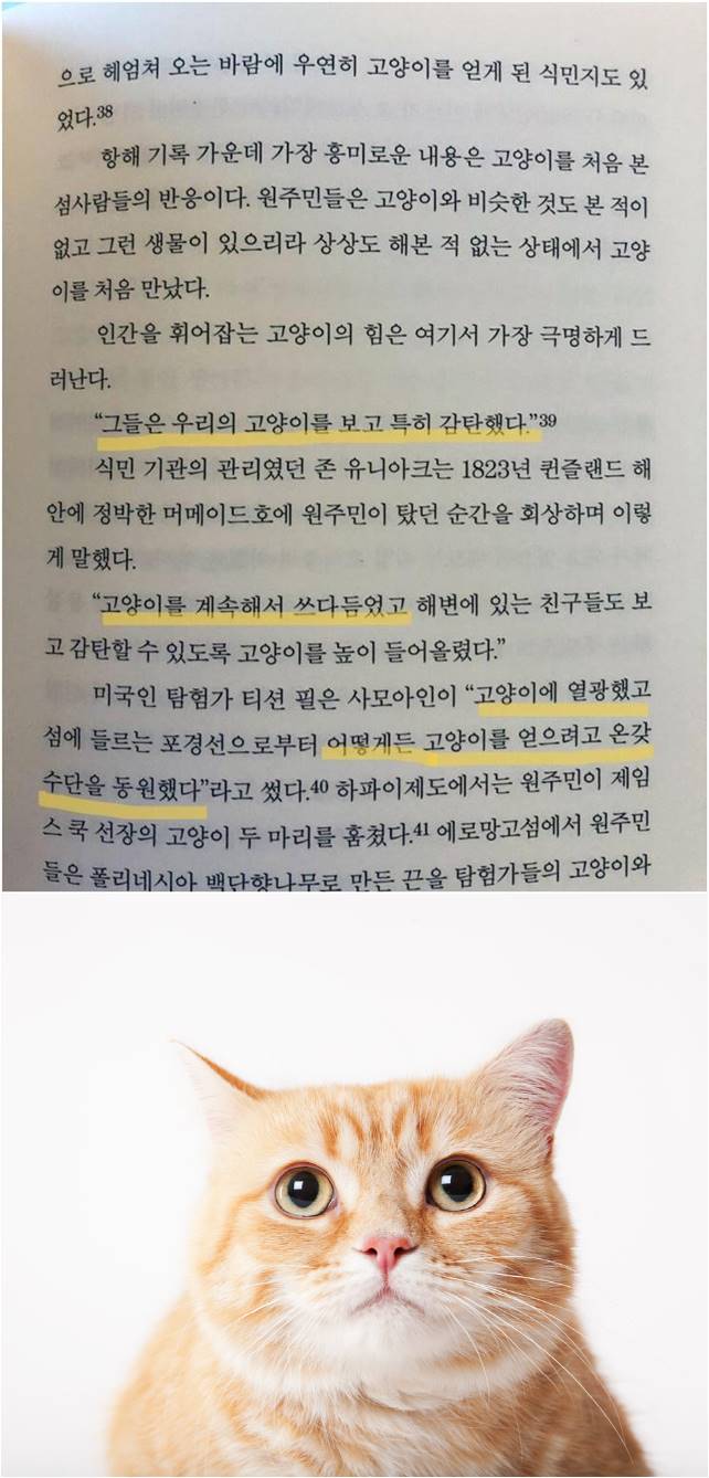  고양이를 처음 본 원시부족의 반응 ㅋㅋ1