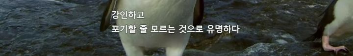 거친파도와 절벽을 뚫고 직진하는 바위뛰기펭귄.gif | 인스티즈