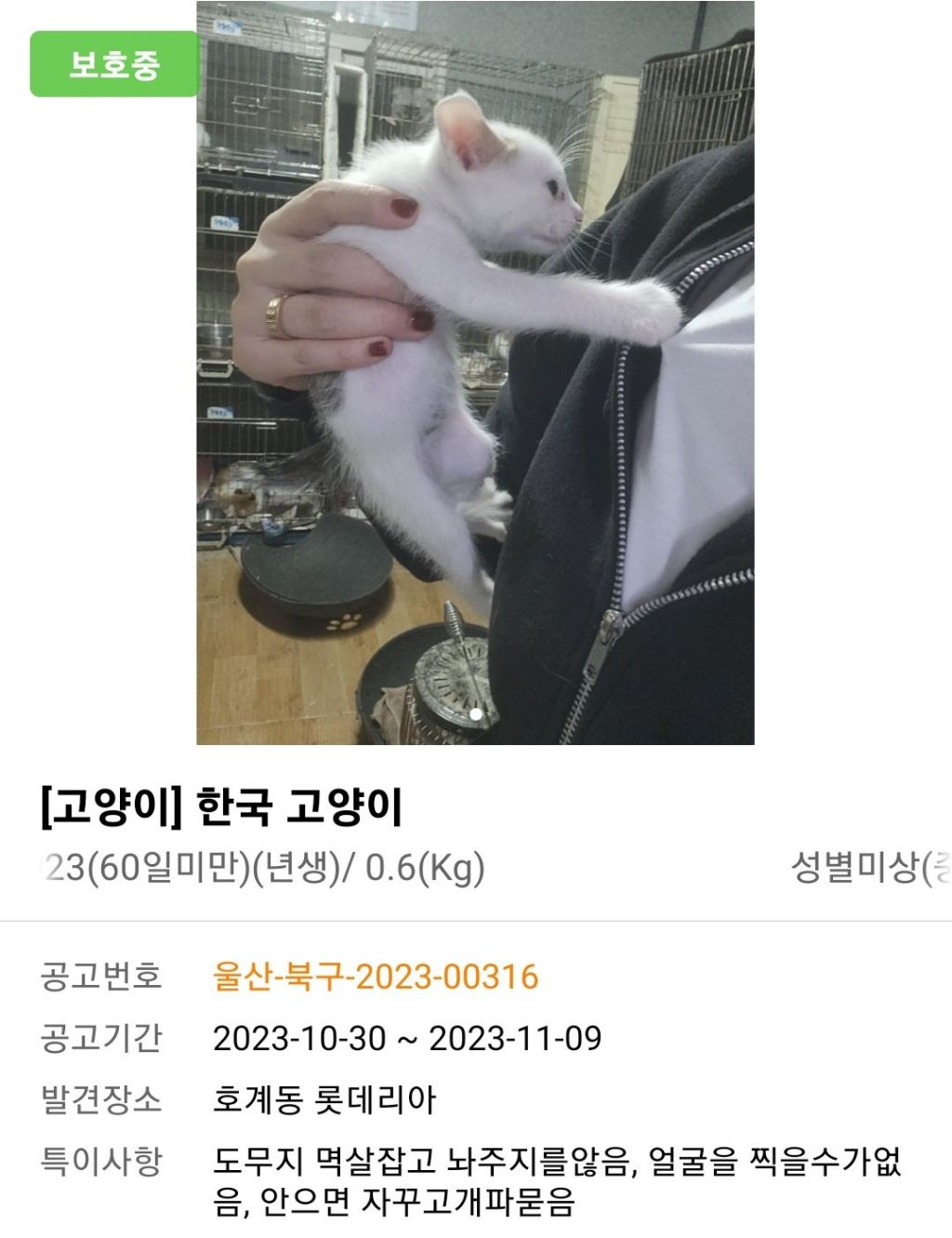  보호소에 보호중인 고양이 특징이 너무 귀여움..JPG4