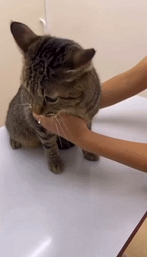  병원이 무서운 고양이.gif3