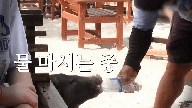 태국 여행 갔다가 온 동네 돼지들한테 물 먹여주고 다닌 샤이니 키ㅋㅋㅋㅋㅋㅋ.jpg | 인스티즈