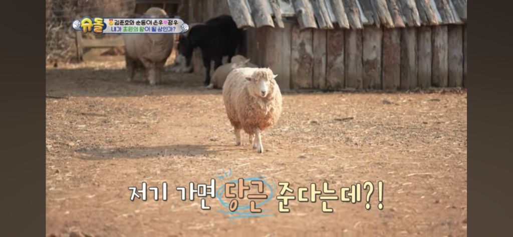 [슈돌] 목장 먹이주기 체험하는 정우 | 인스티즈