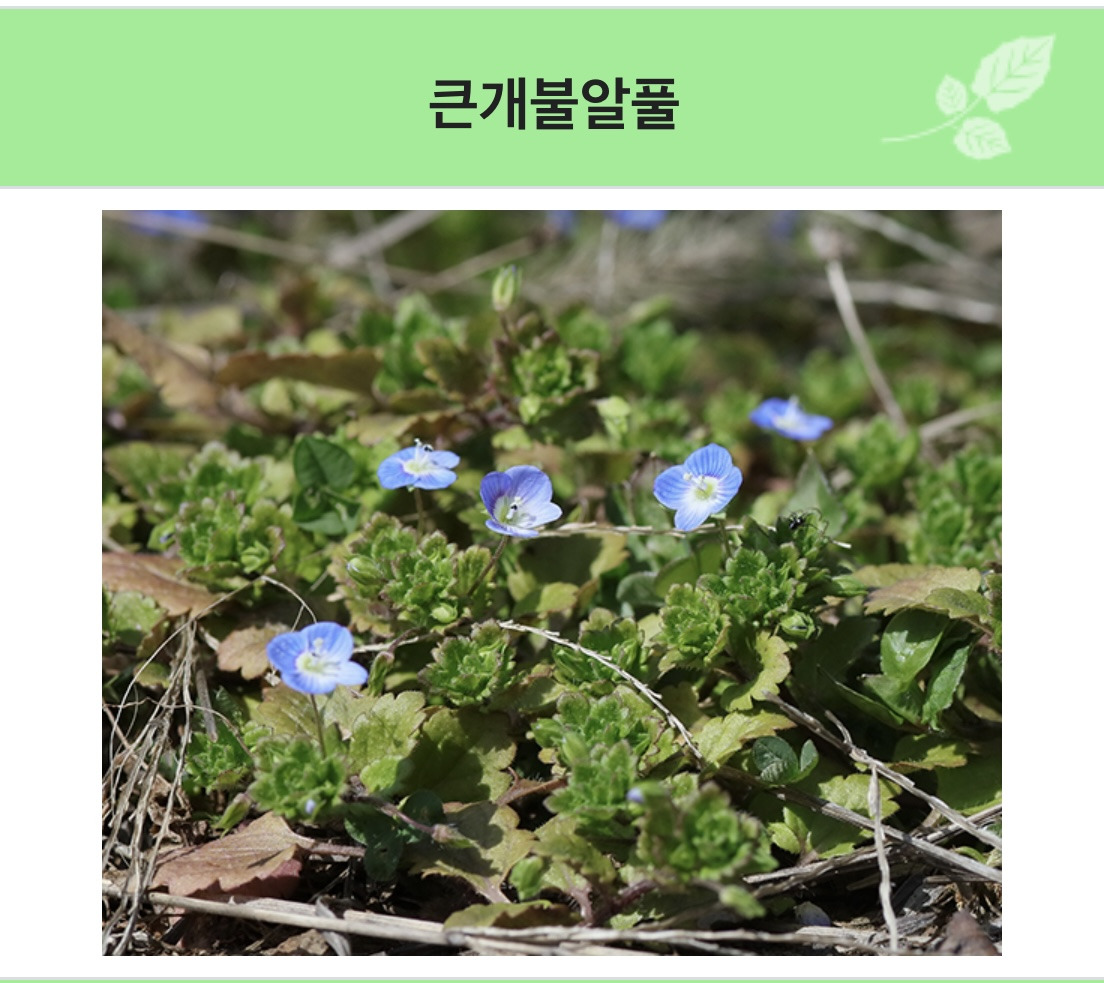요즘 많이 피는 이 꽃 이름 먼지알아? | 인스티즈
