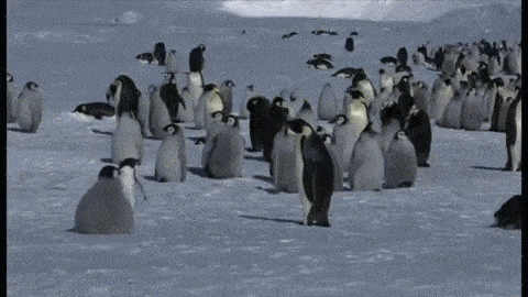 펭귄들의 자연스러운 생태를 관찰하기 위한 인간들의 노력.jpgif | 인스티즈