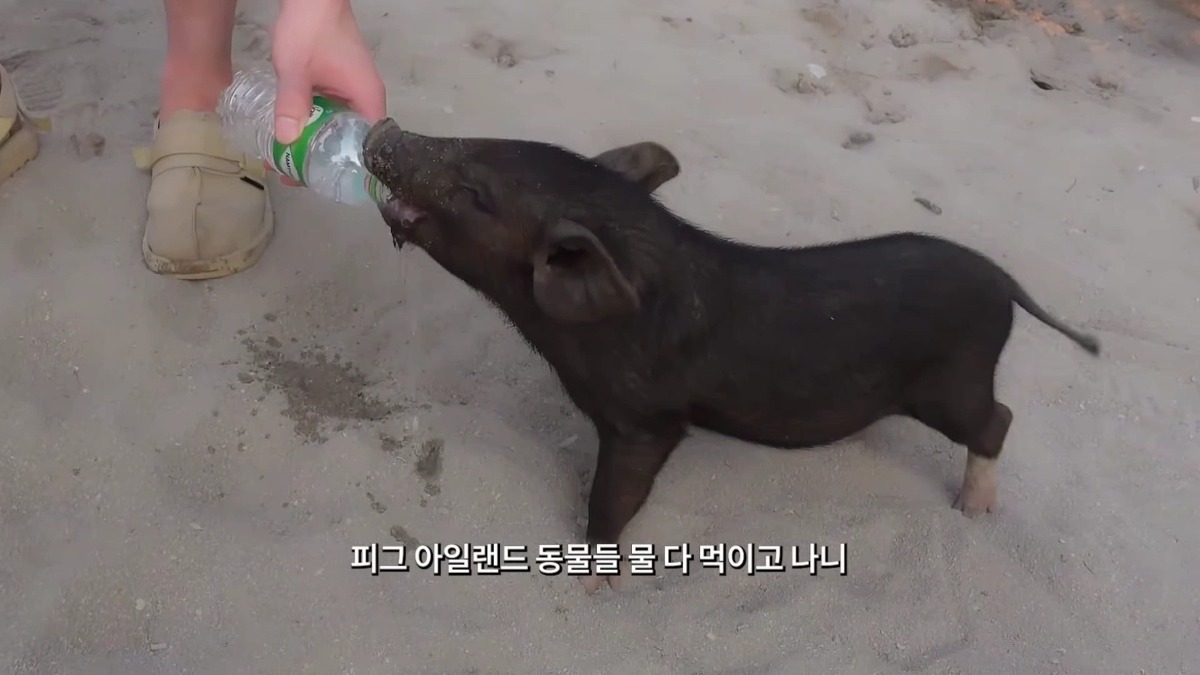 태국 여행 갔다가 온 동네 돼지들한테 물 먹여주고 다닌 샤이니 키ㅋㅋㅋㅋㅋㅋ.jpg | 인스티즈