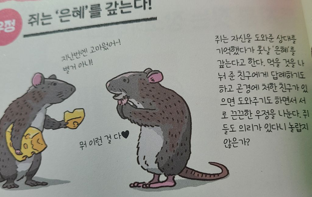 쥐는 의외로 굉장히 고등하다 | 인스티즈