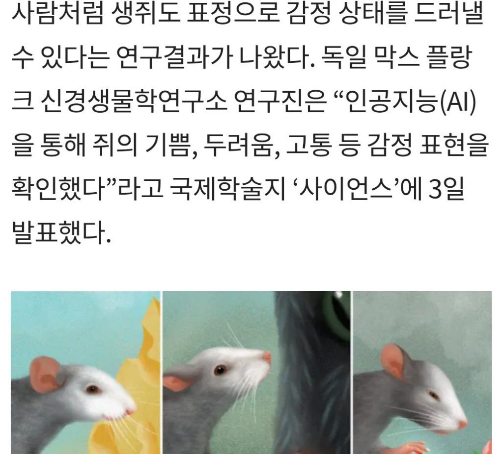 쥐는 의외로 굉장히 고등하다 | 인스티즈