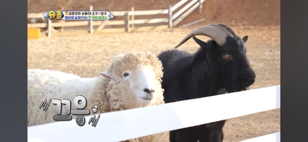 [슈돌] 목장 먹이주기 체험하는 정우 | 인스티즈