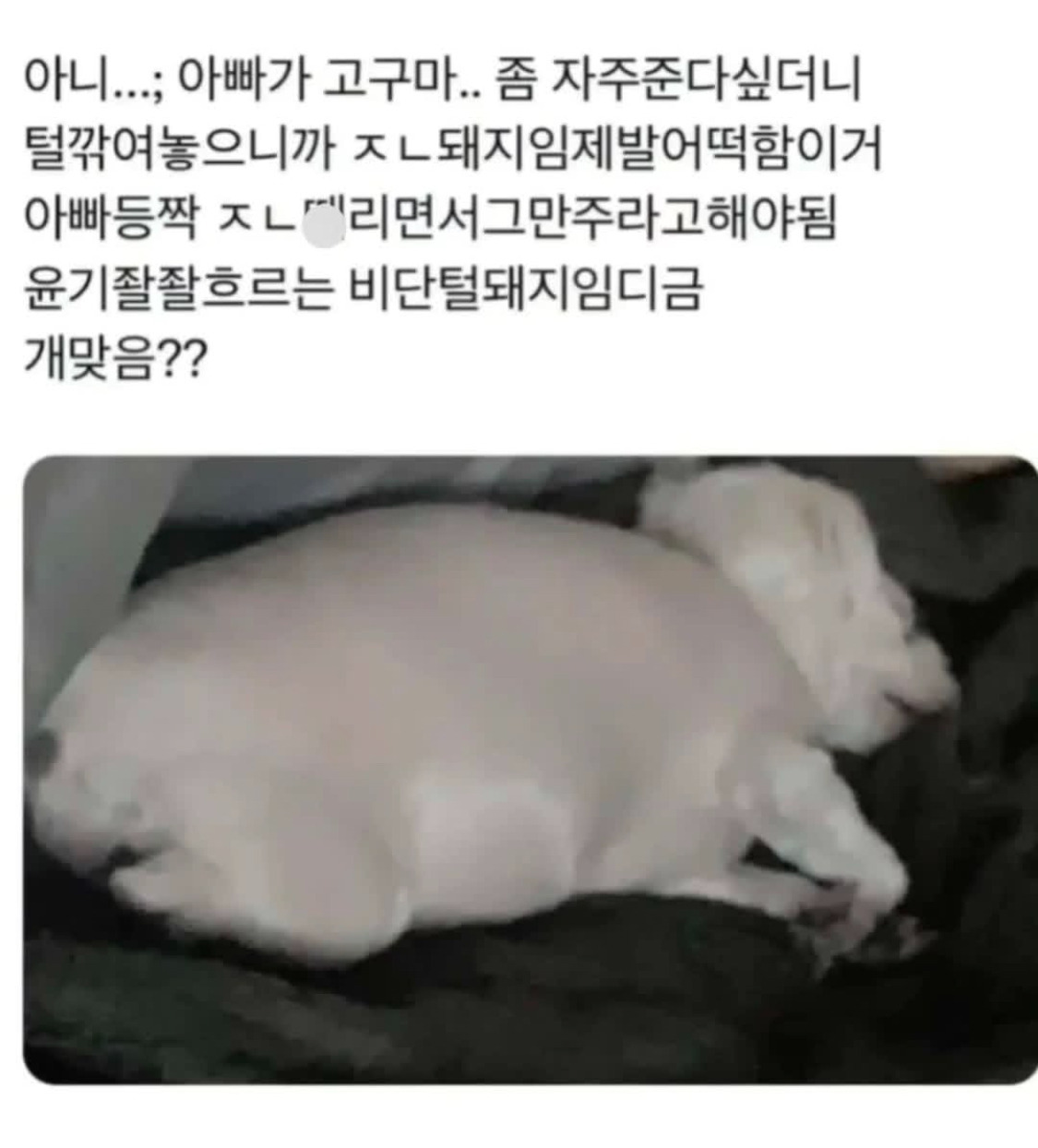  비단털돼지