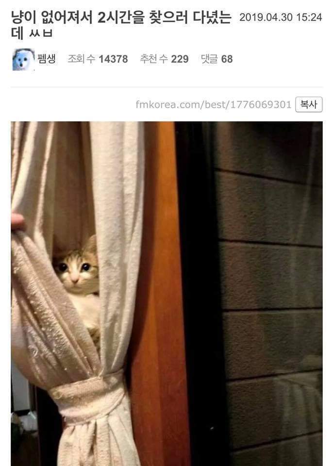  고양이 없어져서 2시간을 찾아다녔는데