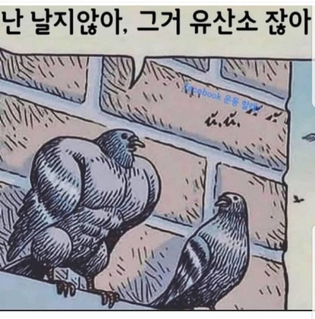 키위새가 날개를 잃어버린 이유 | 인스티즈