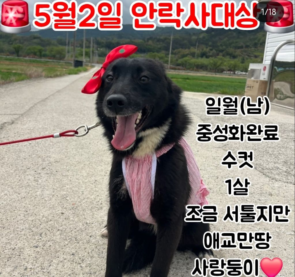 정말 이대로 목줄 풀고싶다 안락사 D-3 | 인스티즈