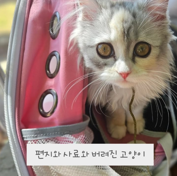 편지, 사료와 함께 버려진 고양이 (구미 동락공원) | 인스티즈