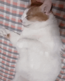  고양이 배 만질 때 조심해야 함