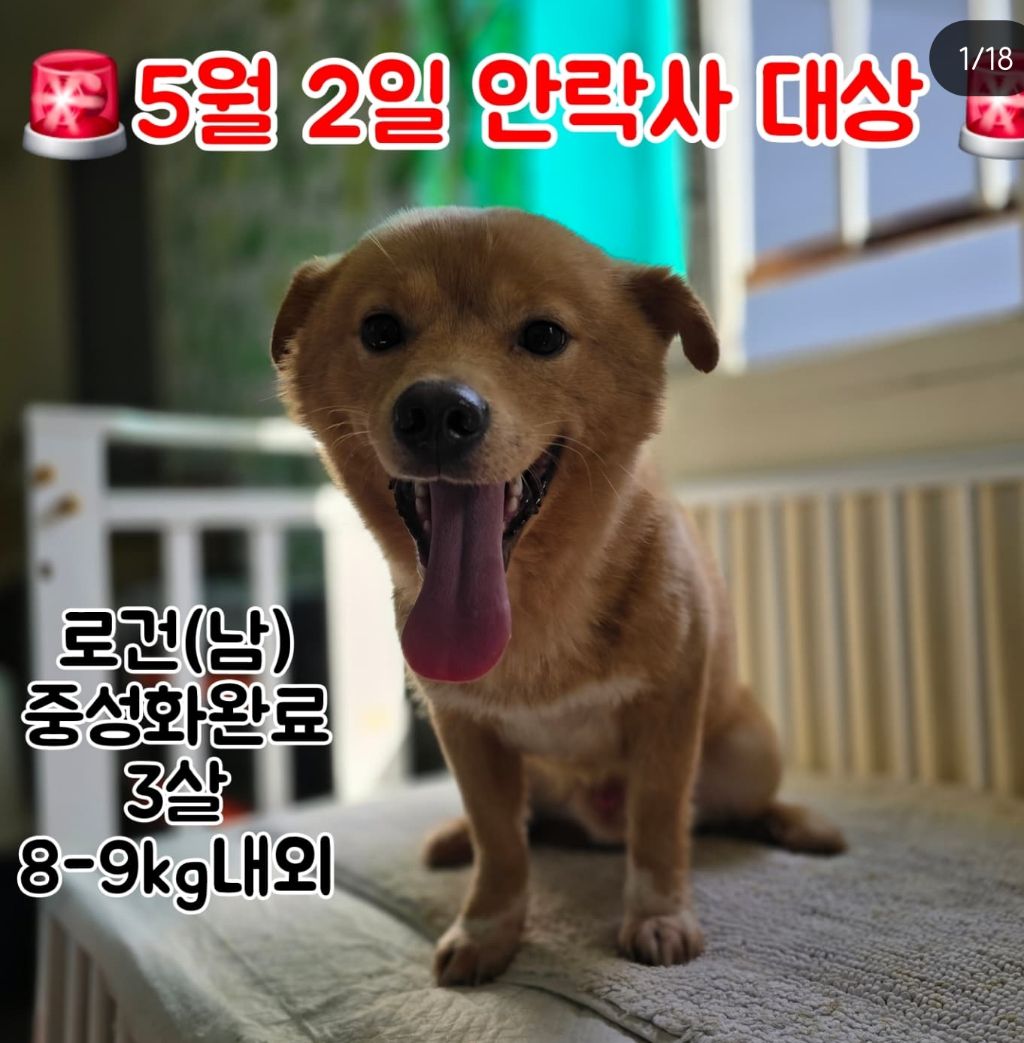 정말 이대로 목줄 풀고싶다 안락사 D-3 | 인스티즈