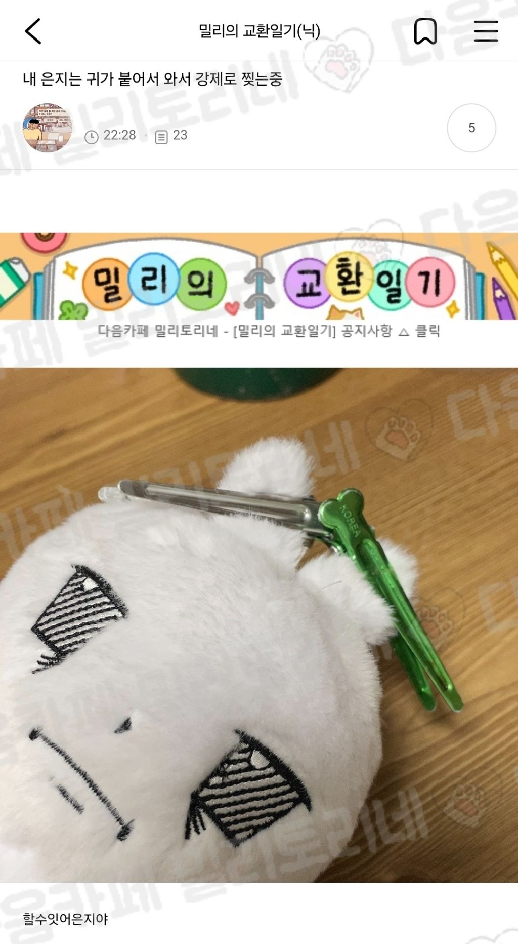  내 은지는 귀가 붙어서 와서 강제로 찢는중