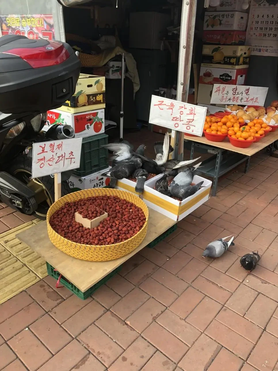  벌크업 비둘기.jpg