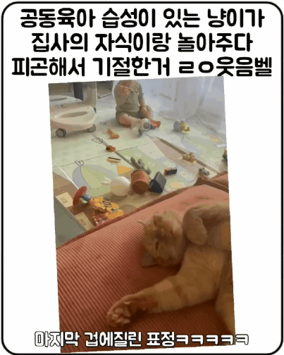 집사야 나 좀 살려달라옹 | 인스티즈