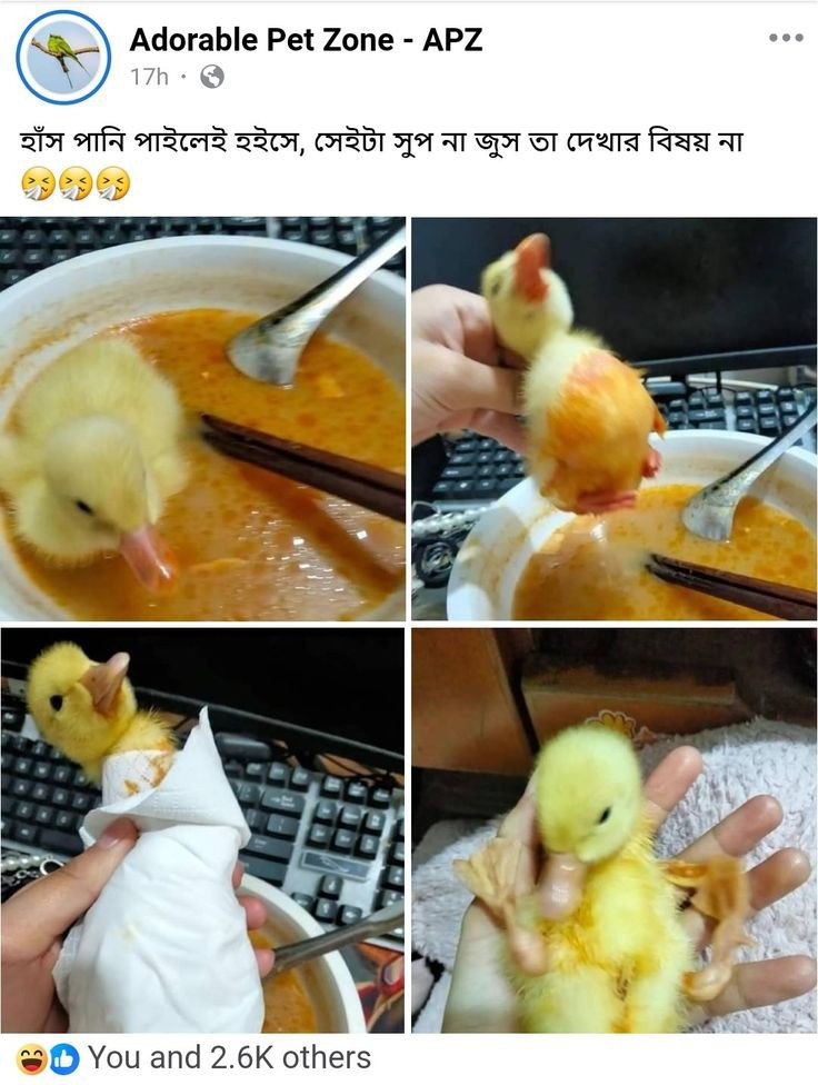  새끼 오리를 키우면