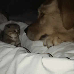  강아지를 마구 때리는 고양이.gif