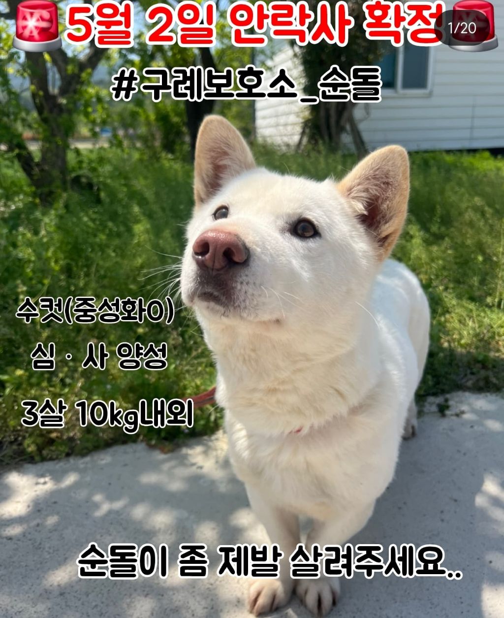 정말 이대로 목줄 풀고싶다 안락사 D-3 | 인스티즈