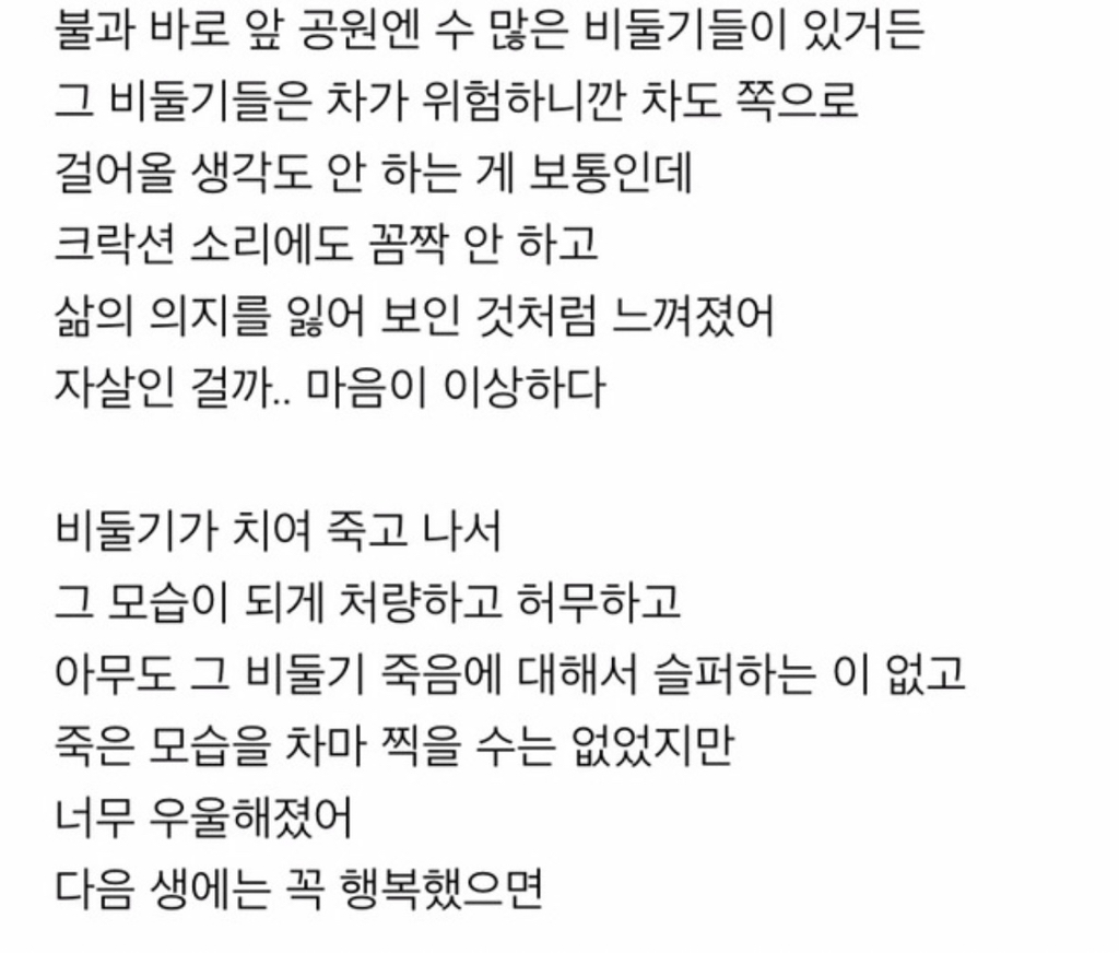 [스크랩] 비둘기도 자살을 하니? | 인스티즈