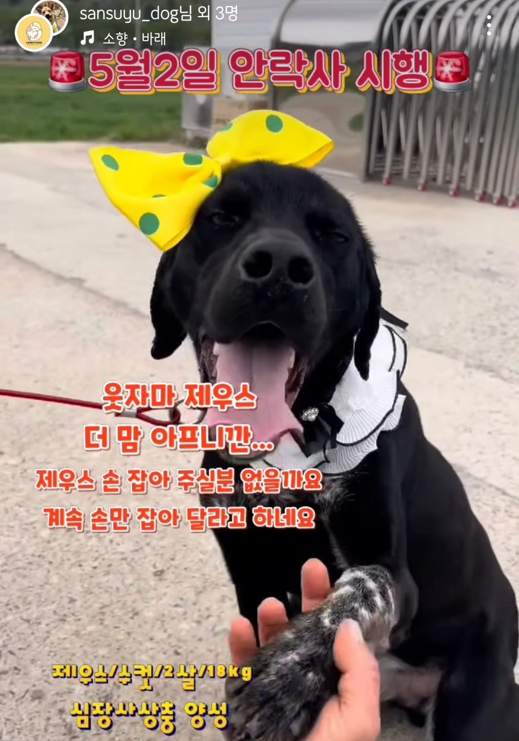 정말 이대로 목줄 풀고싶다 안락사 D-3 | 인스티즈