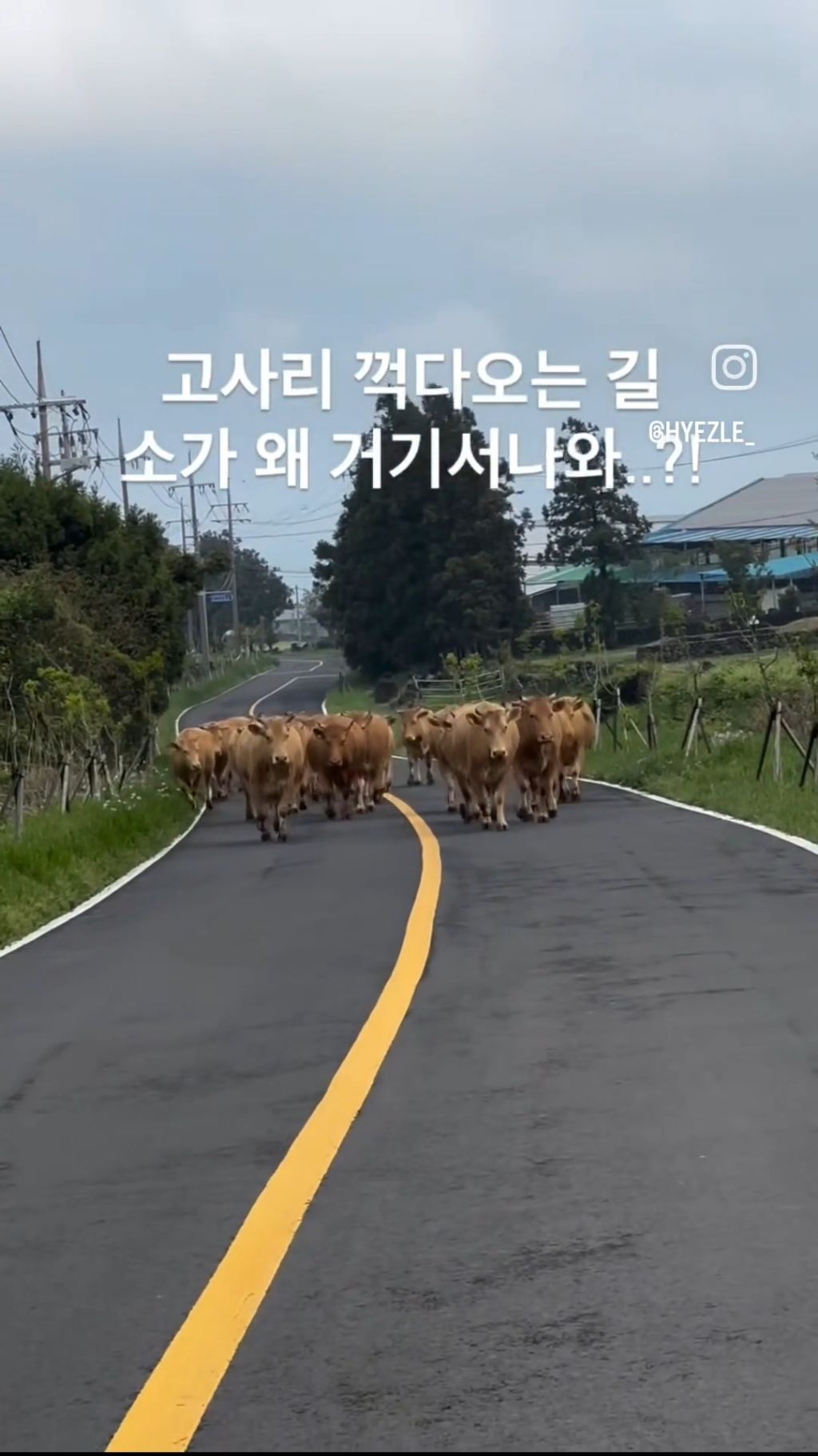  제주도 런닝크루 논란
