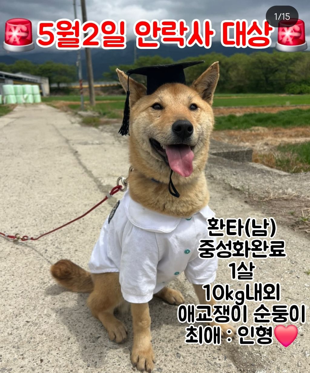 정말 이대로 목줄 풀고싶다 안락사 D-3 | 인스티즈
