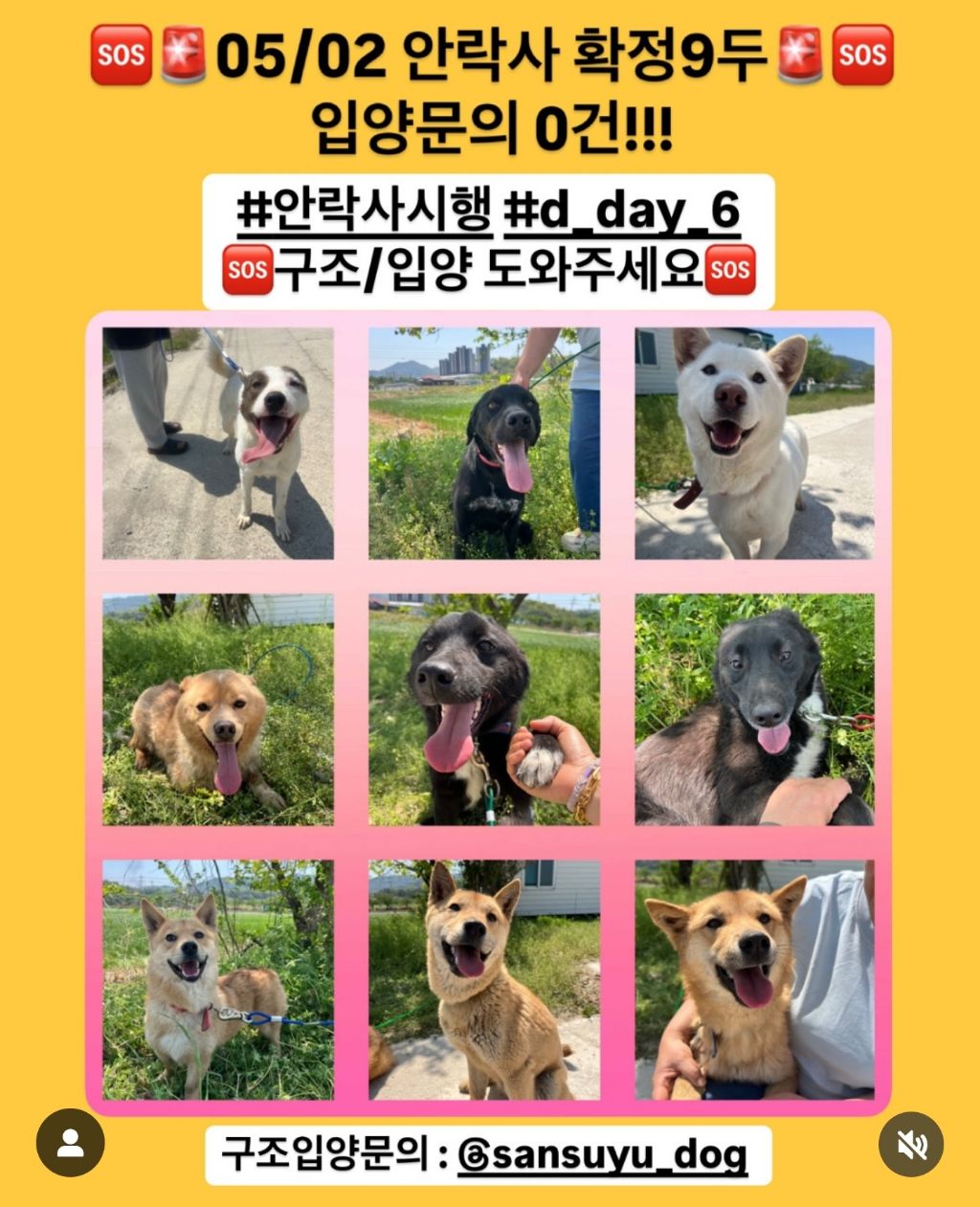  정말 이대로 목줄 풀고싶다 안락사 D-3