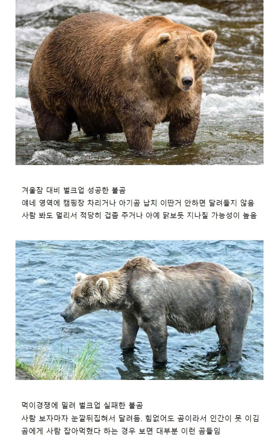  덜 위험한 곰 vs 진짜로 위험한 곰