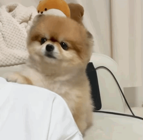  주인이 안 쳐다보니까 어깨에 기대는 댕댕이