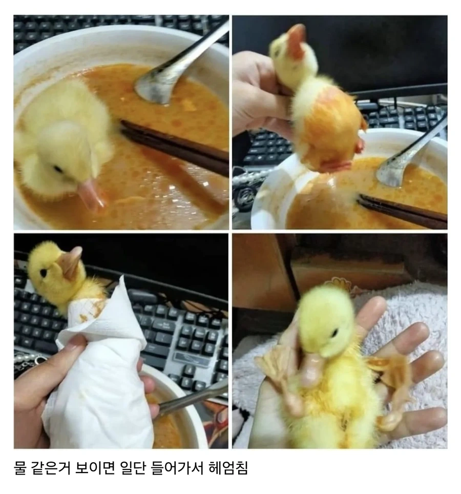 아기 오리 키울 때 주의점 | 인스티즈