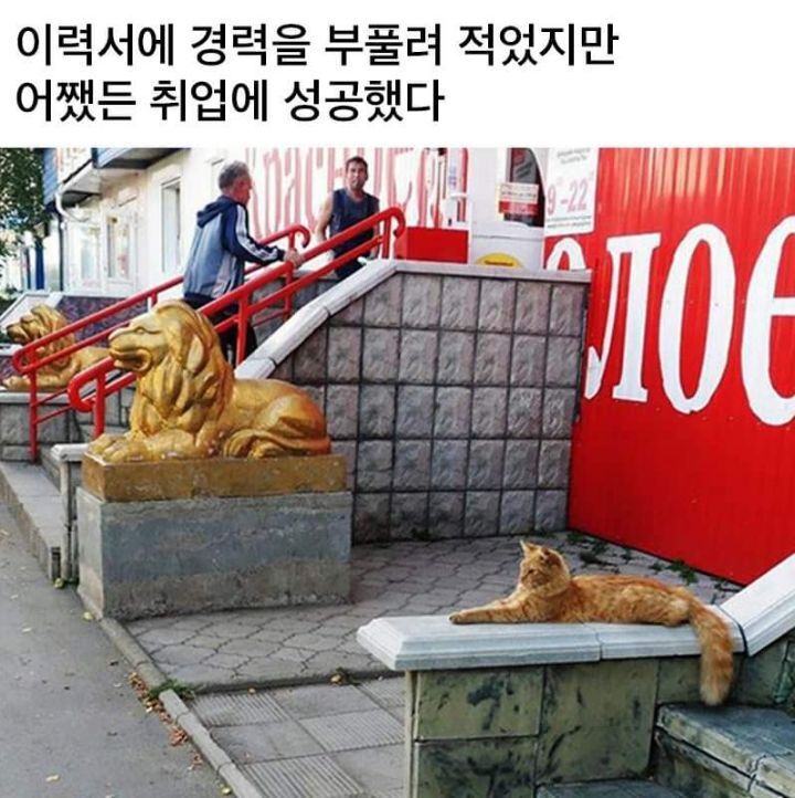이력서 뻥튀기 해서 취업성공 | 인스티즈